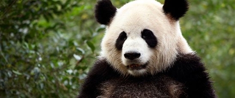 Panda Card: steun WWF
